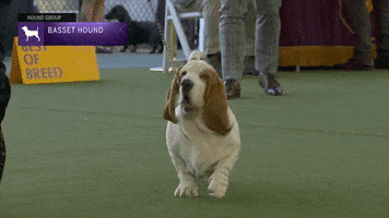 Westminster Dog Show Walk GIF by Westminster Kennel Club Westminster Dog Show Walk GIF by Westminster Kennel Club