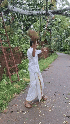 Jackfruit Umesh GIF
