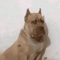 Mad Dog GIF