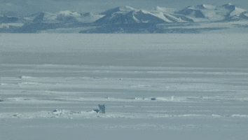 Penguin GIF