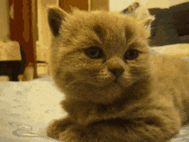 200.gif?cid=f0bdee700cr4wxr8cd46iuo5yxwjsga3ydmktlidrv79urbf&rid=200.gif&ct=g