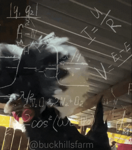 Chicken Calculate GIF by Buck Hills Farm