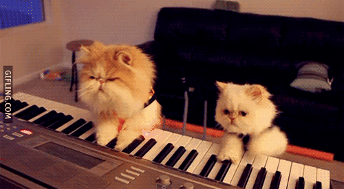 Piano Playing Cats GIFs - Get the best GIF on GIPHY