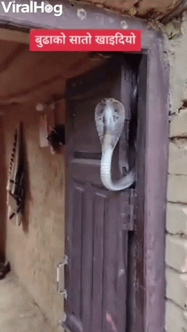 Cobra Settles In Doorway GIF by ViralHog