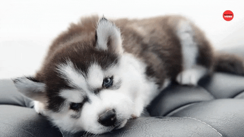 Dog Puppy GIF by BuzzFeed - Find & Share on GIPHY