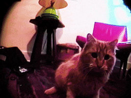 200.gif?cid=fc005b08374071e797013a5ec00556a245579923bb10aa6c&rid=200.gif&ct=g