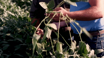 channelseed agriculture farmer farming growing GIF