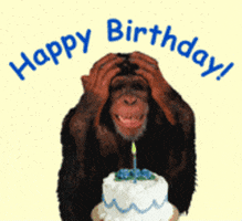 Funny Monkey GIFs - Find & Share on GIPHY