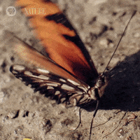 Amazon Butterfly GIF by Nature on PBS