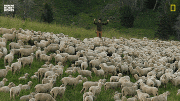 Bobby Bones Sheep GIF by National Geographic Channel