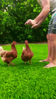 chickens satisfying GIF
