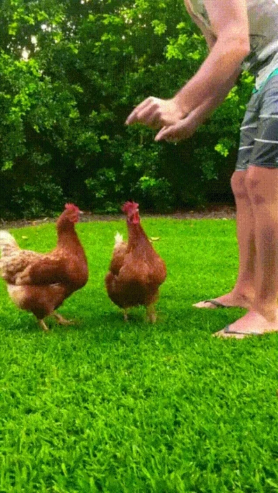 chickens satisfying GIF