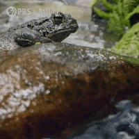 Pbs Nature Frog GIF by Nature on PBS