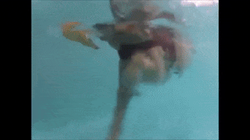 Golden Retriever Swimming GIF