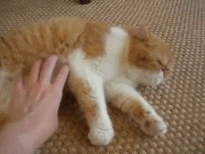 cat submission GIF
