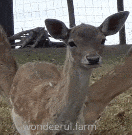 Sniffing Little Deer GIF by Wondeerful farm