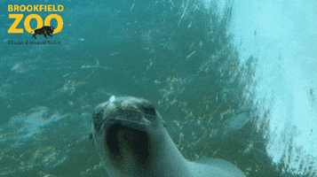 Ew Hows It Going GIF by Brookfield Zoo