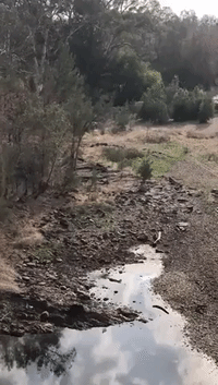 Long-Dry River Slowly Fills With Water as Rain Falls in Northern New South Wales