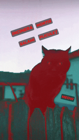 Cat GIF