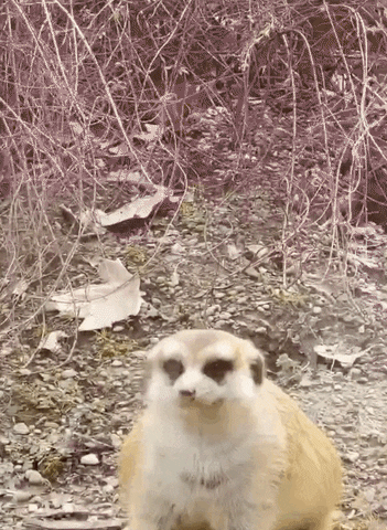 Meerkat GIF by Cincinnati Zoo
