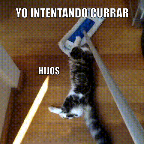 Cats GIF by mi Posicionamiento Web