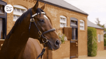 Frankel Horse GIF by World Horse Racing