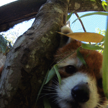 Popping In Red Panda GIF by Oregon Zoo