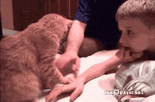 cats lol GIF