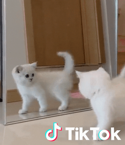 Chaton Gifs Get The Best Gif On Giphy