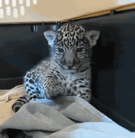 chill leopard GIF