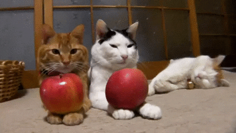 cat apple GIF