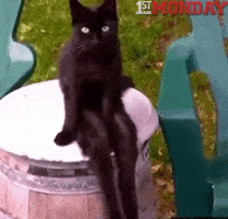 cat blinking GIF by FirstAndMonday