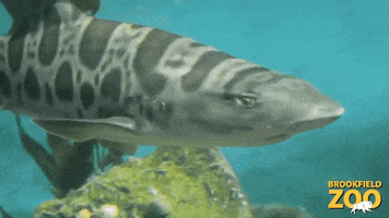 Fish Swimming GIF by Brookfield Zoo
