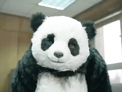 never say no to panda gif