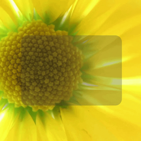Flower Grow GIF by Learner Circle