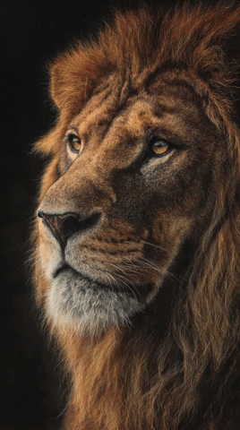 India Lion GIF