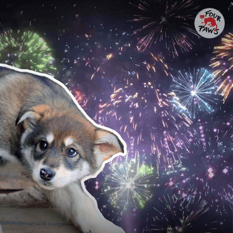 Happy New Year Party GIF by FOUR PAWS