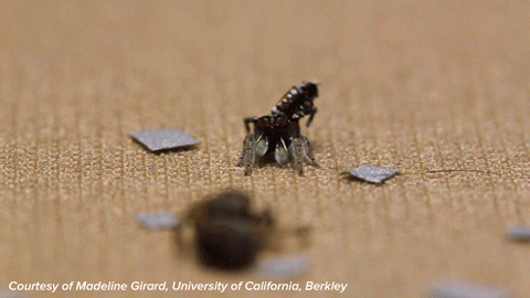 Spider Dancing Gif By Science Friday Find Share On Giphy
