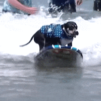 Dog Surfing GIF by NowThisNewsTV