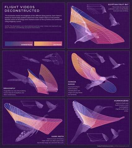 Flight Hummingbird GIF by HellofromtheMoon