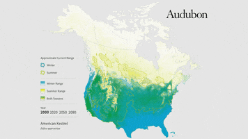 american kestrel GIF by audubon