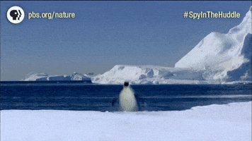 Pbs Nature Penguins GIF by Nature on PBS