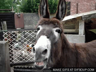 Mule GIFs - Get the best GIF on GIPHY