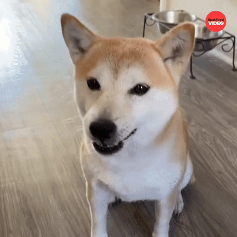 Dog Eating GIF by BuzzFeed