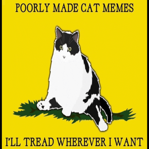 Cat Memes GIF