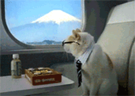 AeroPooch: How To Take A Dog Abroad