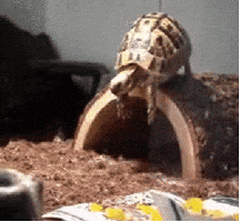 Wildlife gif. A domestic Hermann's tortoise flops face-first off of his hiding log with his little feet in the air behind him.