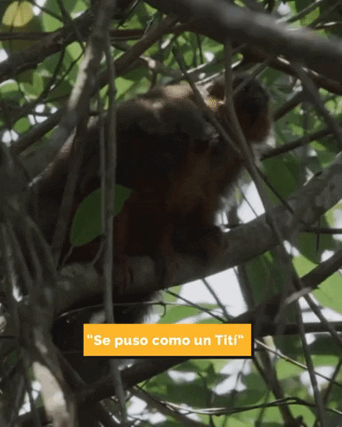 Colombia GIF