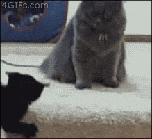 200.gif