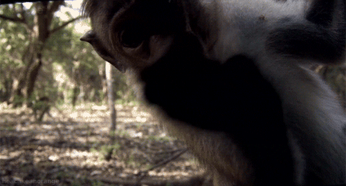 Planet Earth Live Monkey Gif By Head Like An Orange Find Share On Giphy